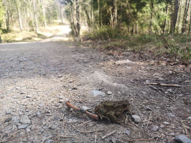 Foto: Kine Revheim Padde